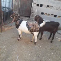 یک بزآمریکایی اصلی ویک بزغاله نر