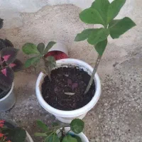 گلفروشی|گل و گیاه طبیعی|ایذه, |دیوار