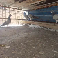کفتر|پرنده|شیراز, قلعه شاهزاده بیگم|دیوار