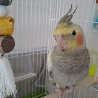 عروس هلندی ماده