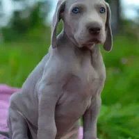 توله وی مارانر های چمپیون وارداتی Weimaraner