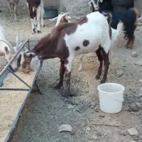 تکه از جنس کاموری|حیوانات مزرعه|بجستان, |دیوار