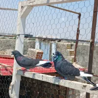 کبوتر گرفتنی