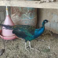 یک جفت طاووس مولد سه ساله