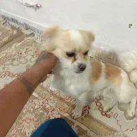 فروش و معاوضه|سگ|پاکدشت, پاکدشت (مامازند)|دیوار