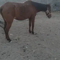 اسب|اسب و تجهیزات اسب‌سواری|قم, کوه سفید|دیوار