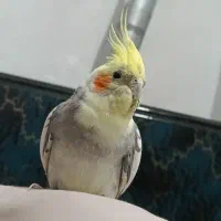 عروس هلندی نر فول دستی سخنگو