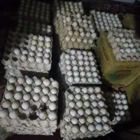 تخم اردک نطفه دار صدرصد تضمینی