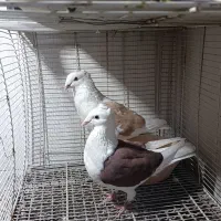 کفتر|پرنده|مشهد, نیزه|دیوار