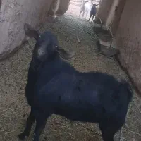 تکه مورسینا