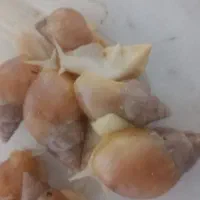 حلزون|خزنده|شیراز, گویم|دیوار