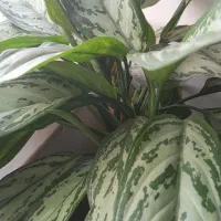 سلام عزیزم گل هافروشی هستن|گل و گیاه طبیعی|رحیم‌آباد, |دیوار