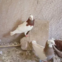 پرنده