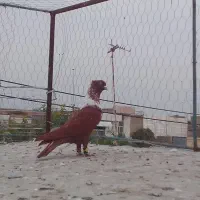 سلام حیونا فروشین