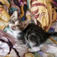 گربه