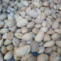 بادام تازه