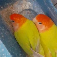 فروش ۵ عدد کتوله برزیلی