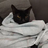 واگذاری گربه