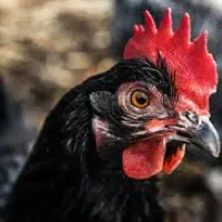 خروس و مرغ سیاه و سفید جهت ذبح کردن و خون