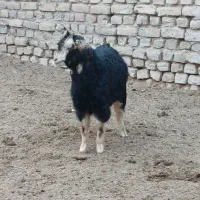 بزغاله|حیوانات مزرعه|جوادآباد, |دیوار