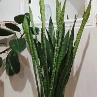 گل های طبیعی و خیلی پر پشت