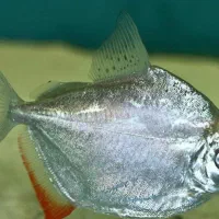 ماهی سیلور دالر