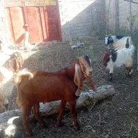 مشتری هستی تماس بگیر|حیوانات مزرعه|رامیان, |دیوار