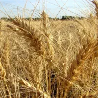 گندم سیروان بوجاری شده تمیز