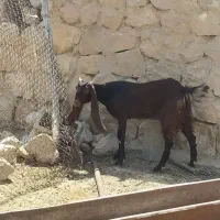 بز تالی اصل و کهره نر