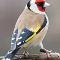 سهره کرمانی|پرنده|تبریز, |دیوار