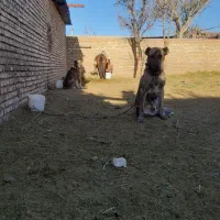 سگ گله|سگ|تربتحیدریه, رباط سفلی|دیوار