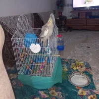 عروس هلندی|پرنده|لاهیجان, آهندان|دیوار