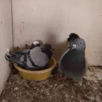 یک جفت سبز و سبز دست سفید عالی|پرنده|پاکدشت, پاکدشت (مامازند)|دیوار