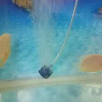 14عدد ماهی گوشتخوار|ماهی|یزد, |دیوار