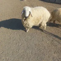 بره نر ۸-۹ماهه فاریاب