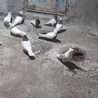 کبوتر|پرنده|بروجرد, |دیوار