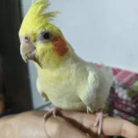 عروس هلندی لوتینو چشم شرابی ماده فحل شده