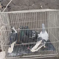 کفتر هوایی|پرنده|مشهد, عامل|دیوار