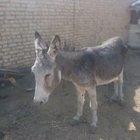 خرفروشی