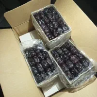 خرما درجه ۱|خوردنی و آشامیدنی|بم, |دیوار