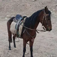 اسب|اسب و تجهیزات اسب‌سواری|تهران, شیخ هادی|دیوار