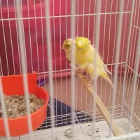 قناری جفت به شرط جوجه چهار تخم|پرنده|مشهد, امامیه (شهرک غرب)|دیوار