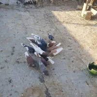 کبوتر|پرنده|شیراز, چشمه سید صفری|دیوار