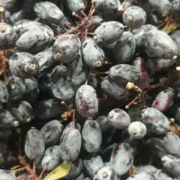 آب زرشک طبیعی