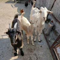 بزو بزقاله جوان