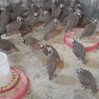 جوجه ۵۰ روزه|حیوانات مزرعه|قم, وادی السلام|دیوار