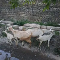 سه بز جوان سانن