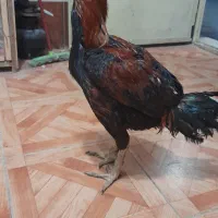 مرغ و خروس لاری