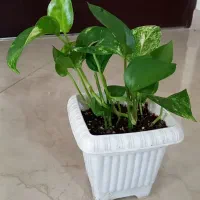 گلدان با قیمت مناسب