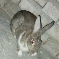 یک عدد خرگوش بزرگ ماده